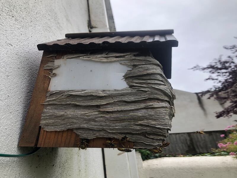 Wasps on bird box, supplied by John Tobin