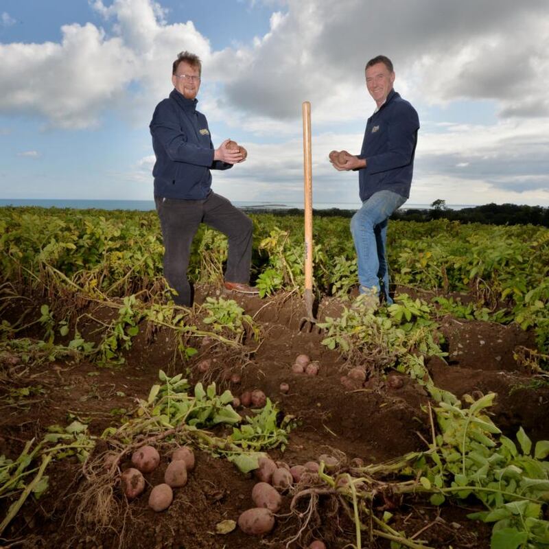 The Clintons have been farming potatoes in Skerries, Co Dublin, since the 1700s. Photograph: Alan Betson