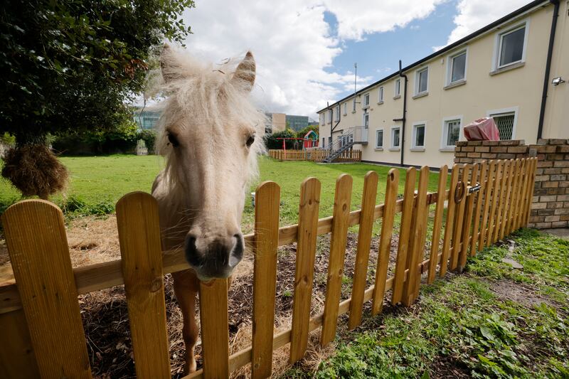 Butterscotch the pony at Coolmine Lodge, in Blanchardstown. Photograph: Alan Betson

