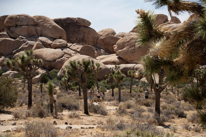 Joshua Tree National Park in California near Yucca Valley. Photograph: Etienne Laurent/EPA