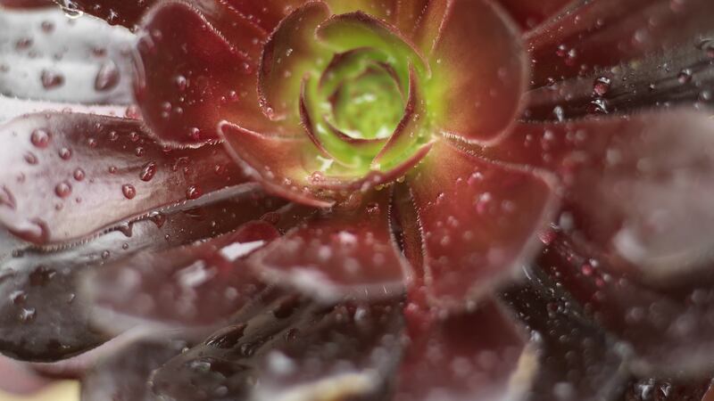 Close-up of the leaves Aeonium “Schwarzkopf”