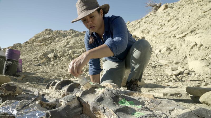 Liz Bonninin removes sand from the 150 million year old bones of an Allosaurus, a predatory dinosaur, at a top secret excavation site in Wyoming in Secrets of the Jurassic Dinosaurs