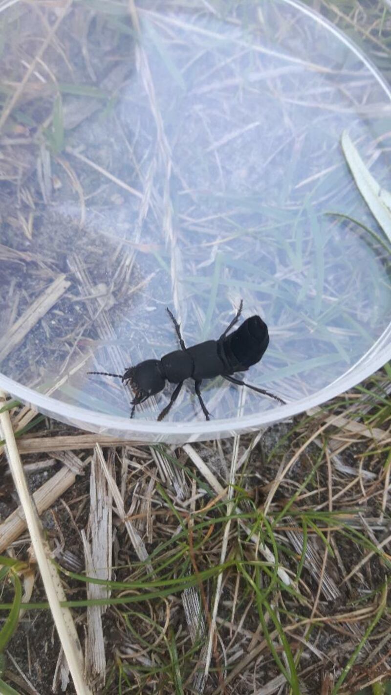 Devil’s coach horse beetle