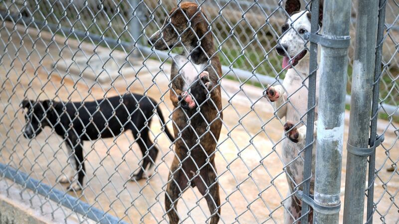 Stray dogs in a holding pen at Guam Animals In Need, a local shelter for dogs and cats. Photograph: Anthony Henri Oftana/The New York Times