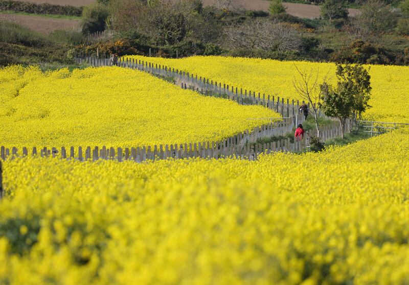 Walkers pass through fields of flowering rape seed at the Greystones end of the cliff walk. Photograph: Alan Betson