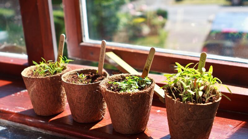 A sunny windowsill indoors is basically like a greenhouse.