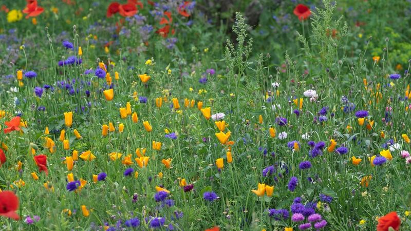 Annual pictorial meadows like this one at Airfield Gardens in Dundrum show how colour can be used in imaginative and enlivening ways. Photograph:   Richard Johnston