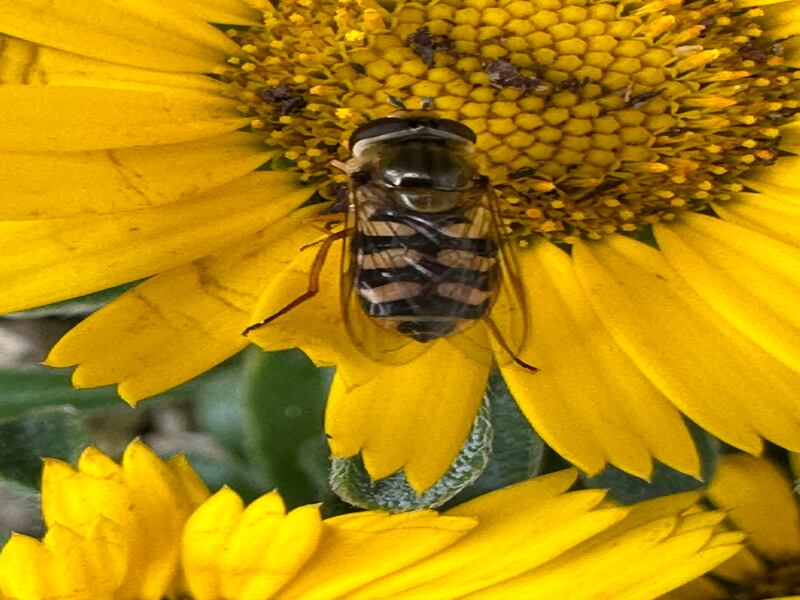 Pied hoverfly, supplied by Joe Burns