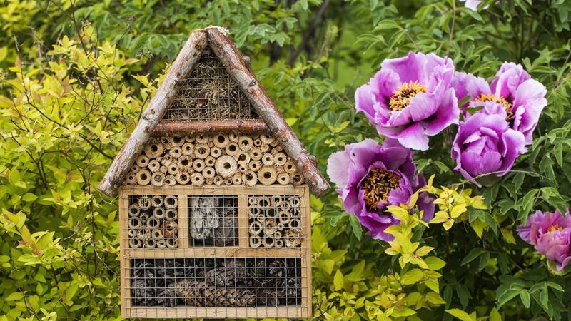 Creating biodiversity-friendly habitats in your garden can help the bees