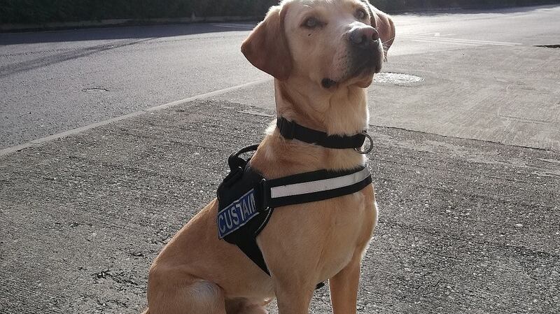 The drugs were seized with the assistance of detector dog Bailey. Photograph: Revenue