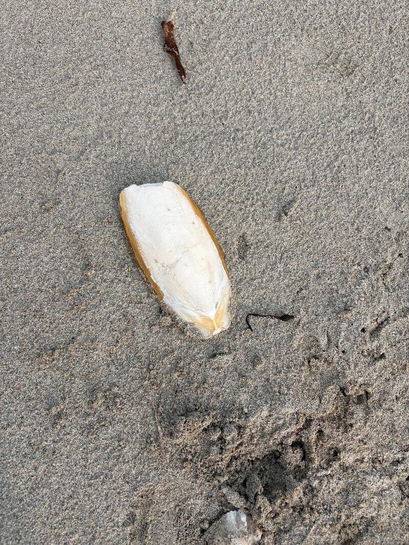 Cuttlefish on Mweenish Island. Photograph: Philip Berman