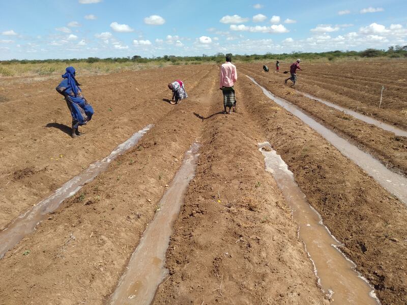 Through micro-irrigation techniques and drought resistant seeds those residing along the banks of the Tana river are no longer reliant on its flood waters to farm