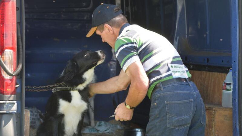 John Ryan from Achill Co Mayo with Bob before competing in the National Sheep dog trials in Tullyvolty, Johnstown, Co Kilkenny. Photograph: The Irish Times