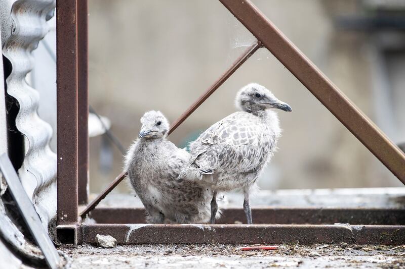 Seagull chicks pictured on the roof of Joy McKeon's home. Photograph: Tom Honan