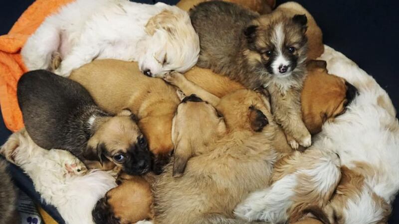 A total of 116 puppies were seized from two vehicles bound for the UK at Dublin Port on Wednesday. The pups, aged between five and eight weeks old, were recovered when two vans were stopped and searched yesterday evening at Dublin Port following an investigation into the illegal shipment of dogs. Photograph: DSPCA/PA Wire.