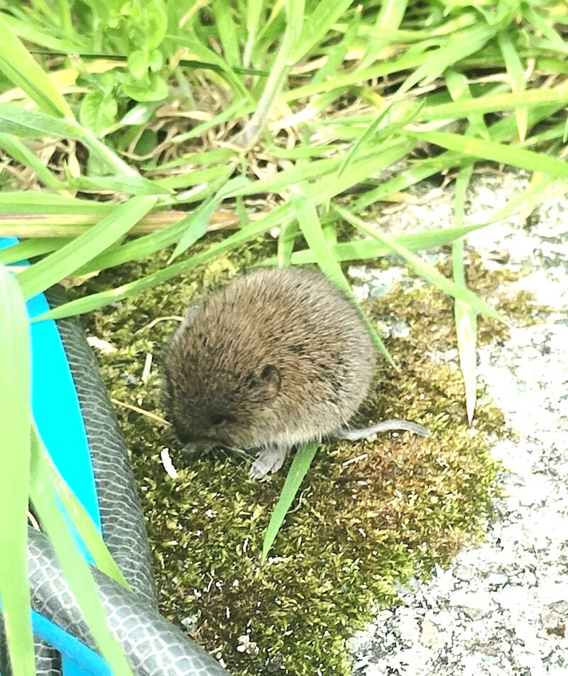 Bank vole. Photograph supplied by Frances van Velzen