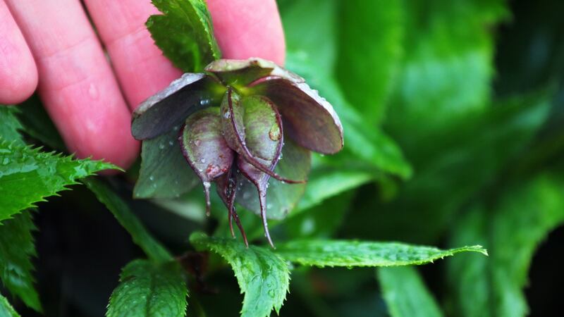 Hellebore seed pods.  Photograph: iStock