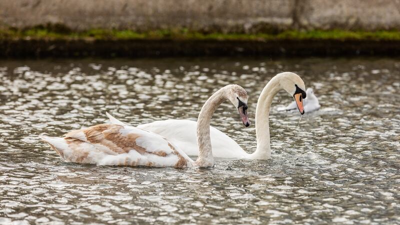 20 Windsor Terrace, Portobello, Dublin 8: 149sq m three-bed is seeking €895,000.