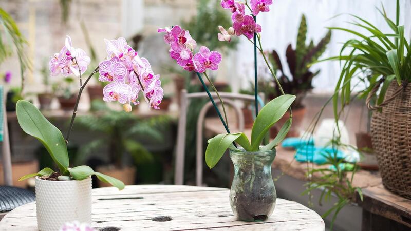 Having a chronic illness (migraine) has amplified the need to nurture the right conditions