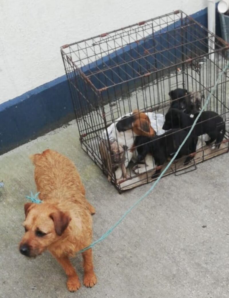 Photograph: An Garda Síochána Tipperary Facebook Page