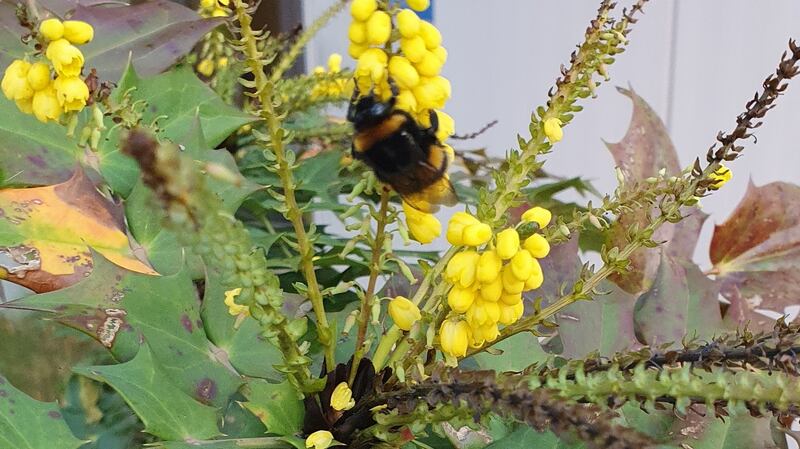 Gary Cooke saw white-tailed bumblebees on mahonia.