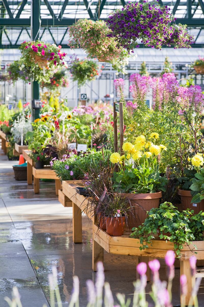 Temptation to buy is everywhere in the garden centre.