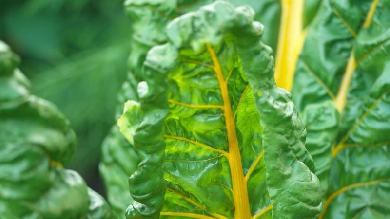Ruby chard. Photograph: Richard Johnston
