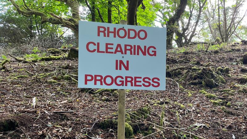 Clearing rhododendron plants near Kylemore Abbey in Connemara. Photograph: Bryan O Brien