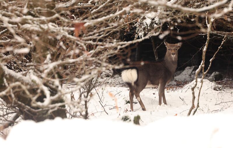 Brittas, Co Dublin. Photograph: Damien Eagers 