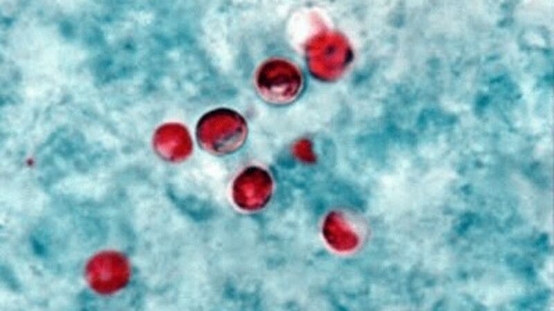 Cryptosporidium is a parasite that causes gastrointestinal illness.