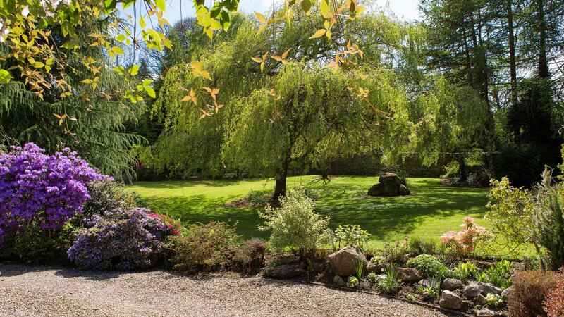 Purple azalea in bloom at Edelehr