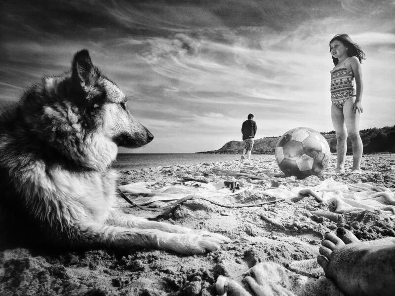 Play ball. Too hot even for the most enthusiastic of dogs. Magheramore Beach, Wicklow. Photograph: Liz Stowe