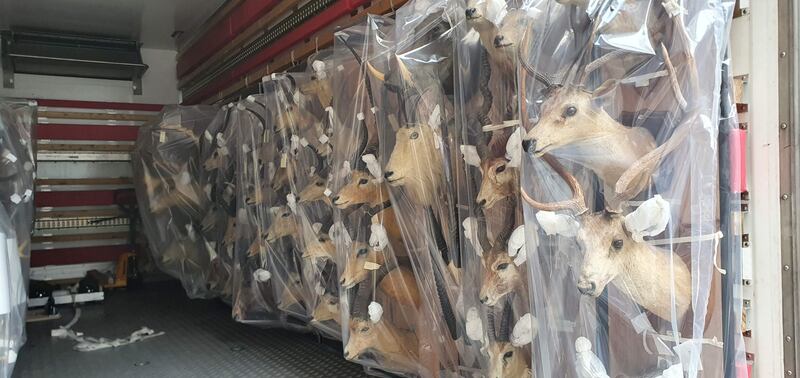 The Natural History Museum in Dublin during renovation work. Photograph: Paolo Viscardi/National Museum of Ireland