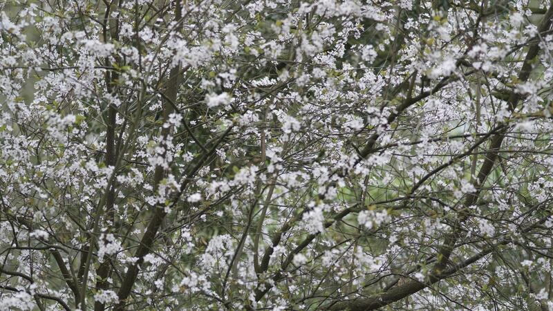 A cherry plum tree in full spring blossom Photo Credit Richard Johnston