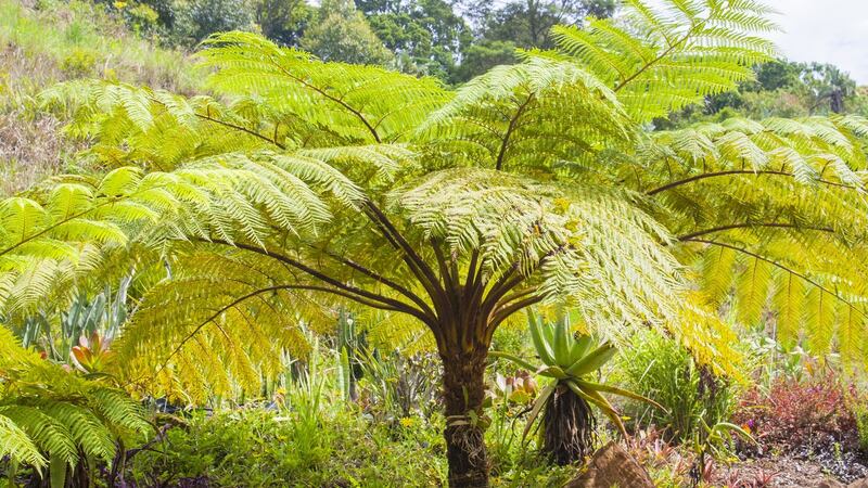 Australian tree fern. Photograph: iStock/Getty