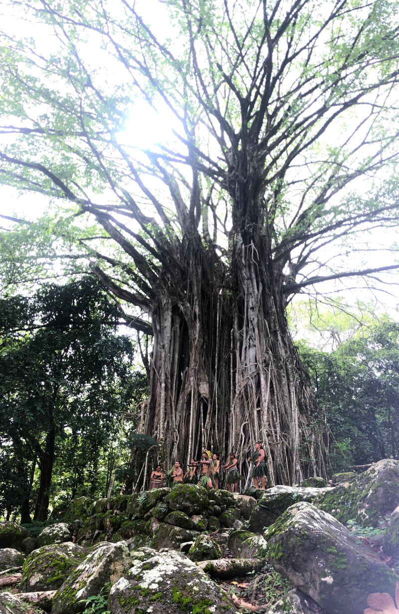 A banyan tree at Nuku Hiva. Photograph: Gemma Tipton