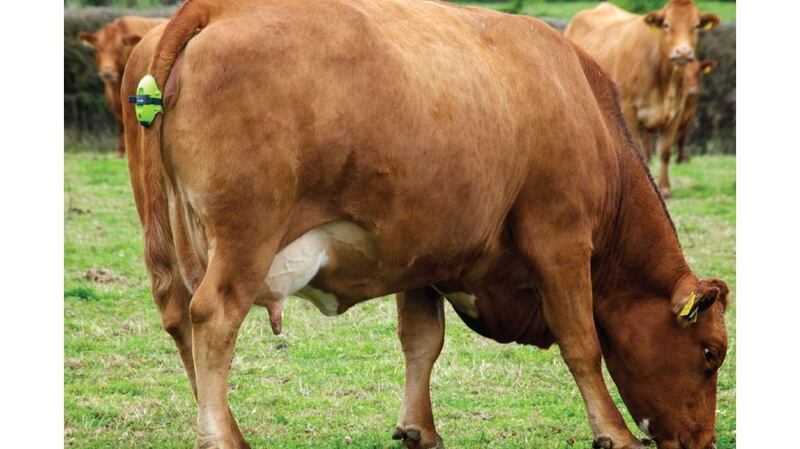 Dublin-based start-up MooCall who developed a wearable device which alerts farmers when a cow is going to give birth is one of the companies chosen for the accelerator.