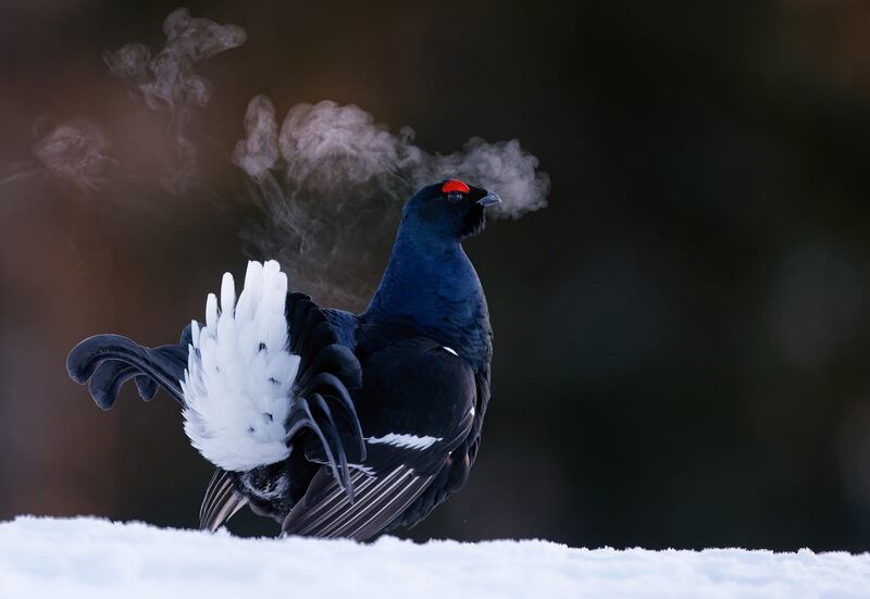 Black Grouse: Black Grouse, Lyrurus tetrix. Kuusamo, by Markus Varesvuo won bronze in the best portrait category