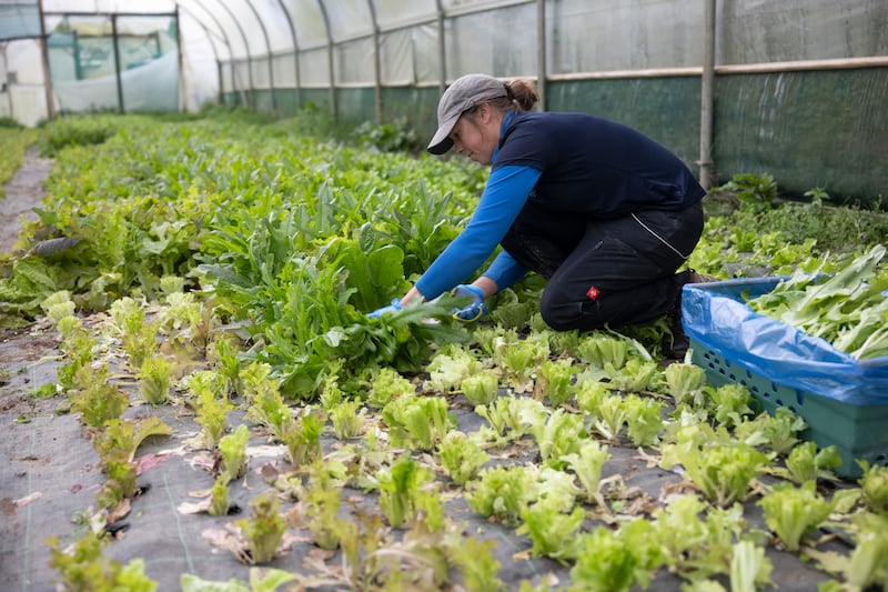 Aoife McNally picks lettuce in a polytunnel. Photograph: Chris Maddaloni