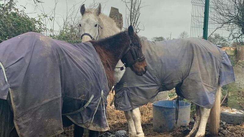 Horses seized by gardaí and animal welfare officers