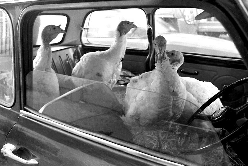 Henry Wills's photograph of Turkeys on their way to the fowl market at Hill Street in Ballina in December 1982