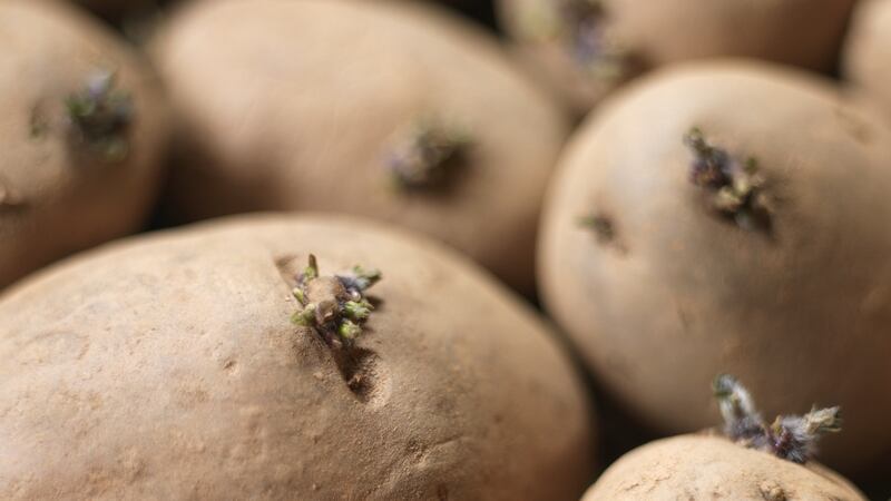 Chitting tubers for a few weeks is a good way to speed  potatos into growth. Photograph: Richard Johnston