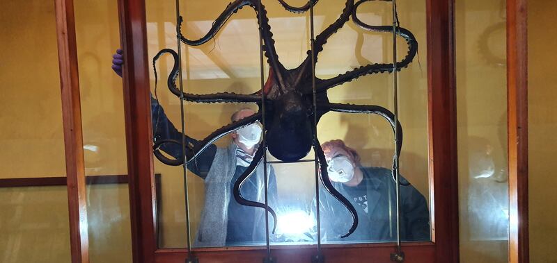 The Natural History Museum in Dublin during renovation work. Photograph: Paolo Viscardi/National Museum of Ireland