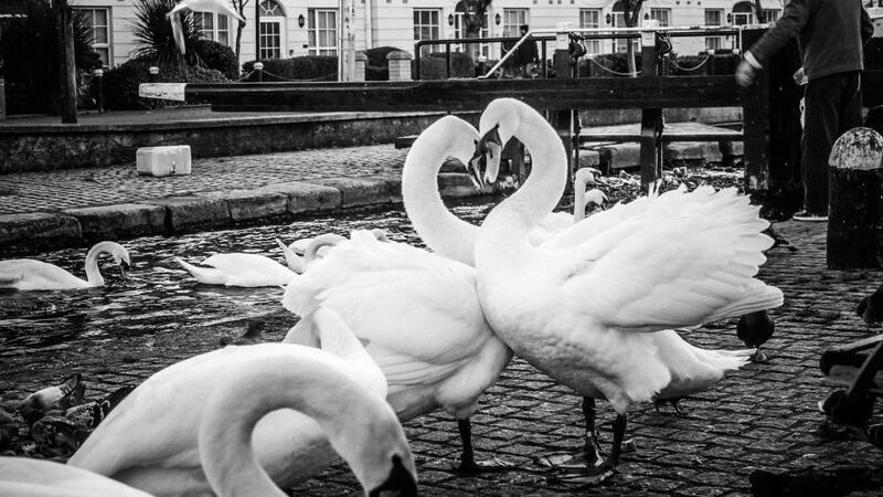 Portobello Love: "Caught this chance moment on the canal beside Portobello. A moment of serenity among the madness of 100's of flapping pigeons." Photographer: Rose Paget.