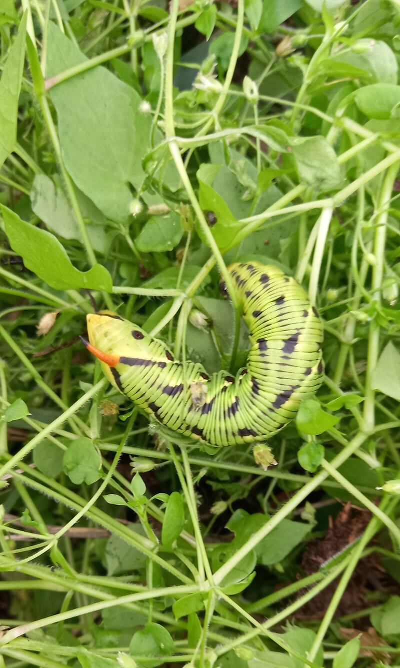 This is the apple-green form of the caterpillar of the above-mentioned Convolvulus hawkmoth. Photograph: Jean Perry