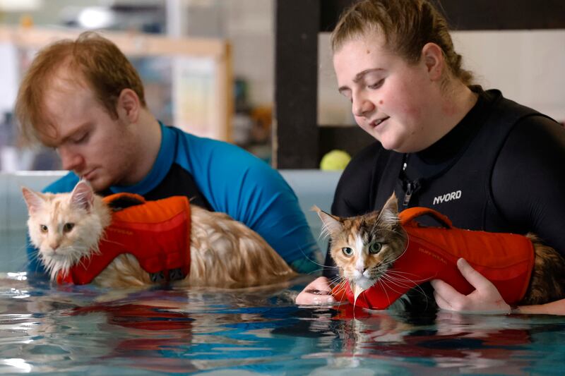 Maine Coons Billy and Phoebe