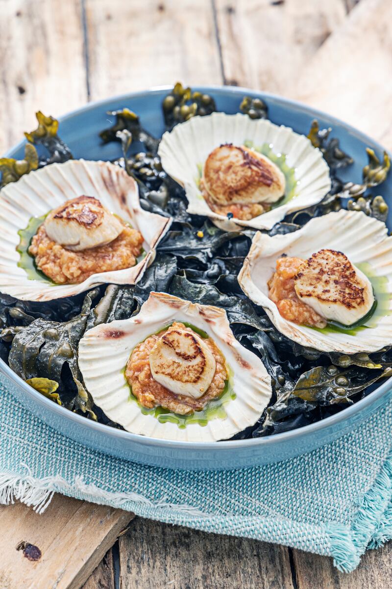 Seared scallops with pappa al pomodoro