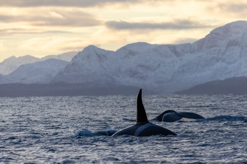 An orca and a humpback whale in a fjord near Tromsø, where whale-watching trips from a responsible operator cost around €145 per adult