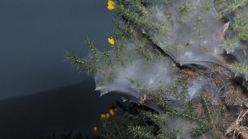 The webs belong to the gorse spider mite. They live inside the webs and can destroy the bush.