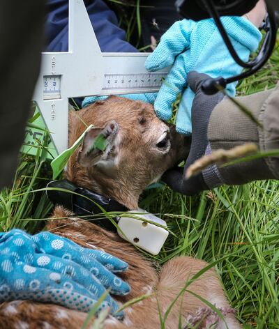 A fawn is tagged, weighed and measured. Photograph: Crispin Rodwell